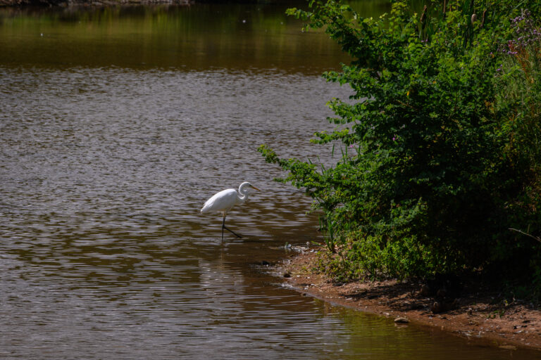 Egret