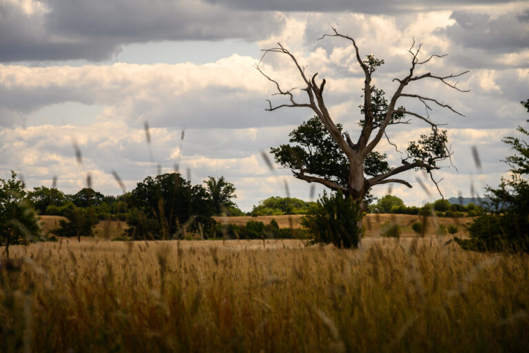 The dying tree