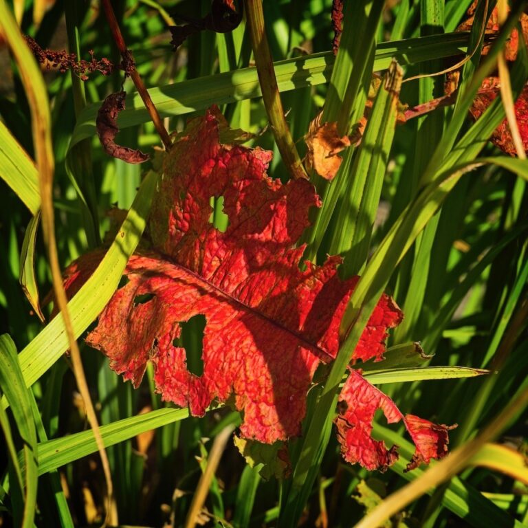 thumbnail_N63_3847