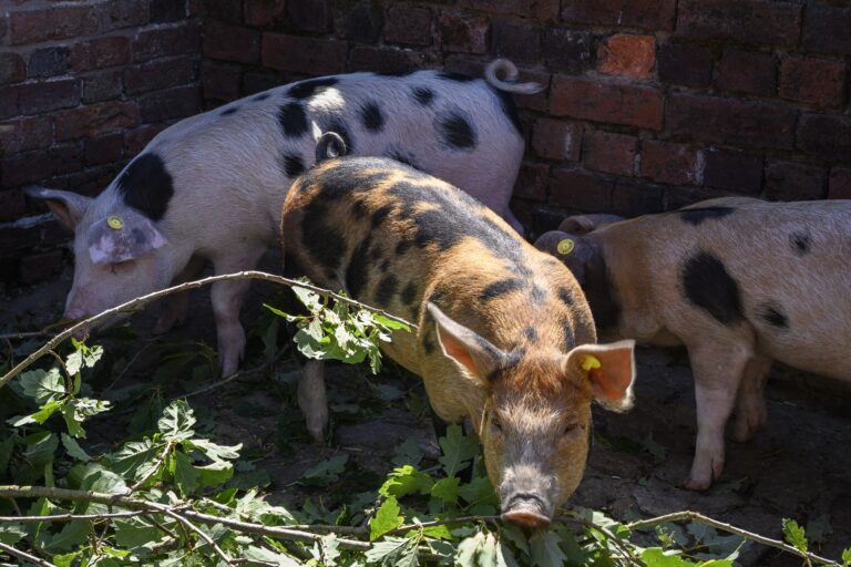 thumbnail_Piglets