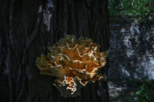 thumbnail_Tree fungus