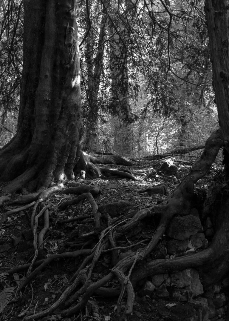 _DSF1316 copy