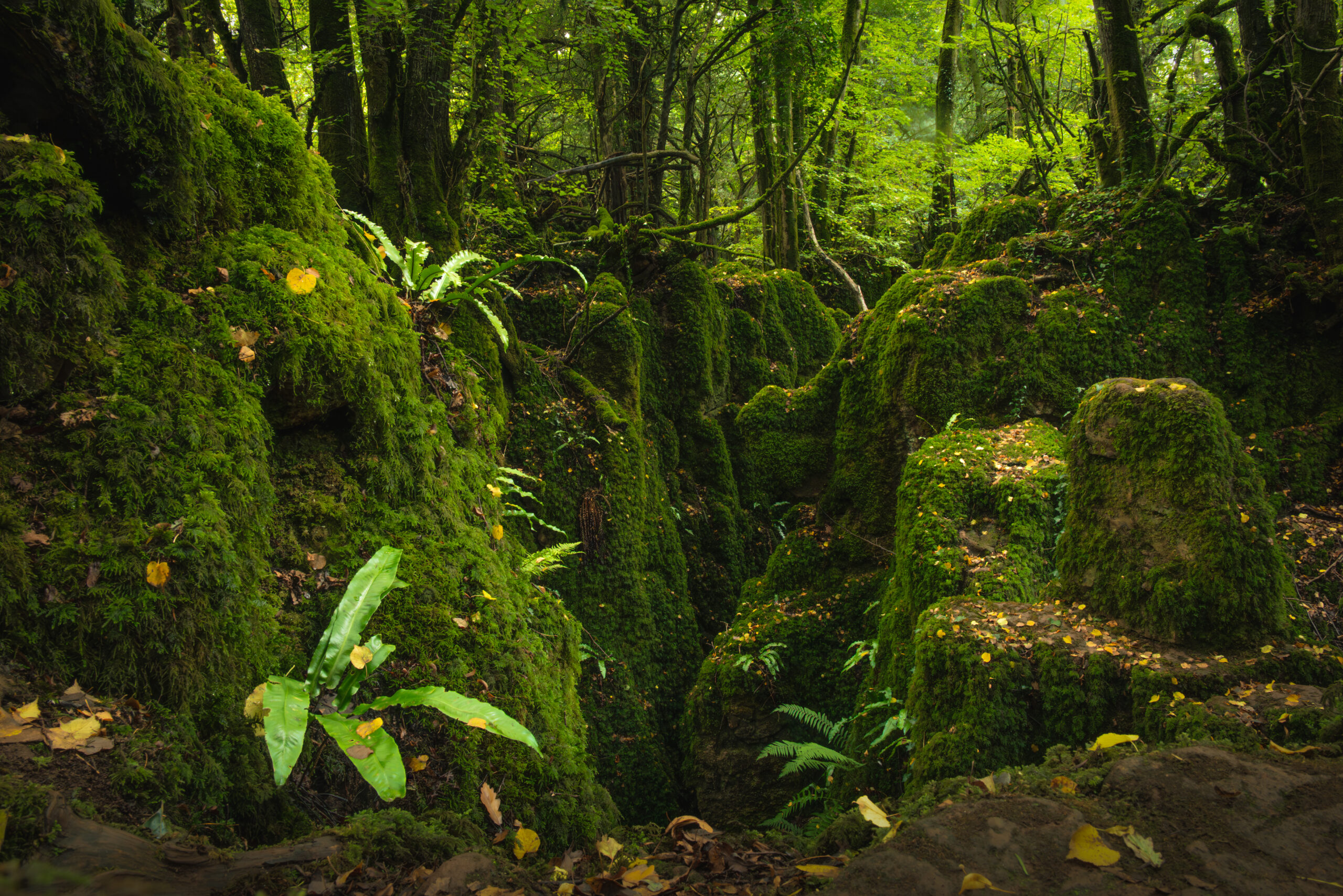 NZ5_5012-Edit-2