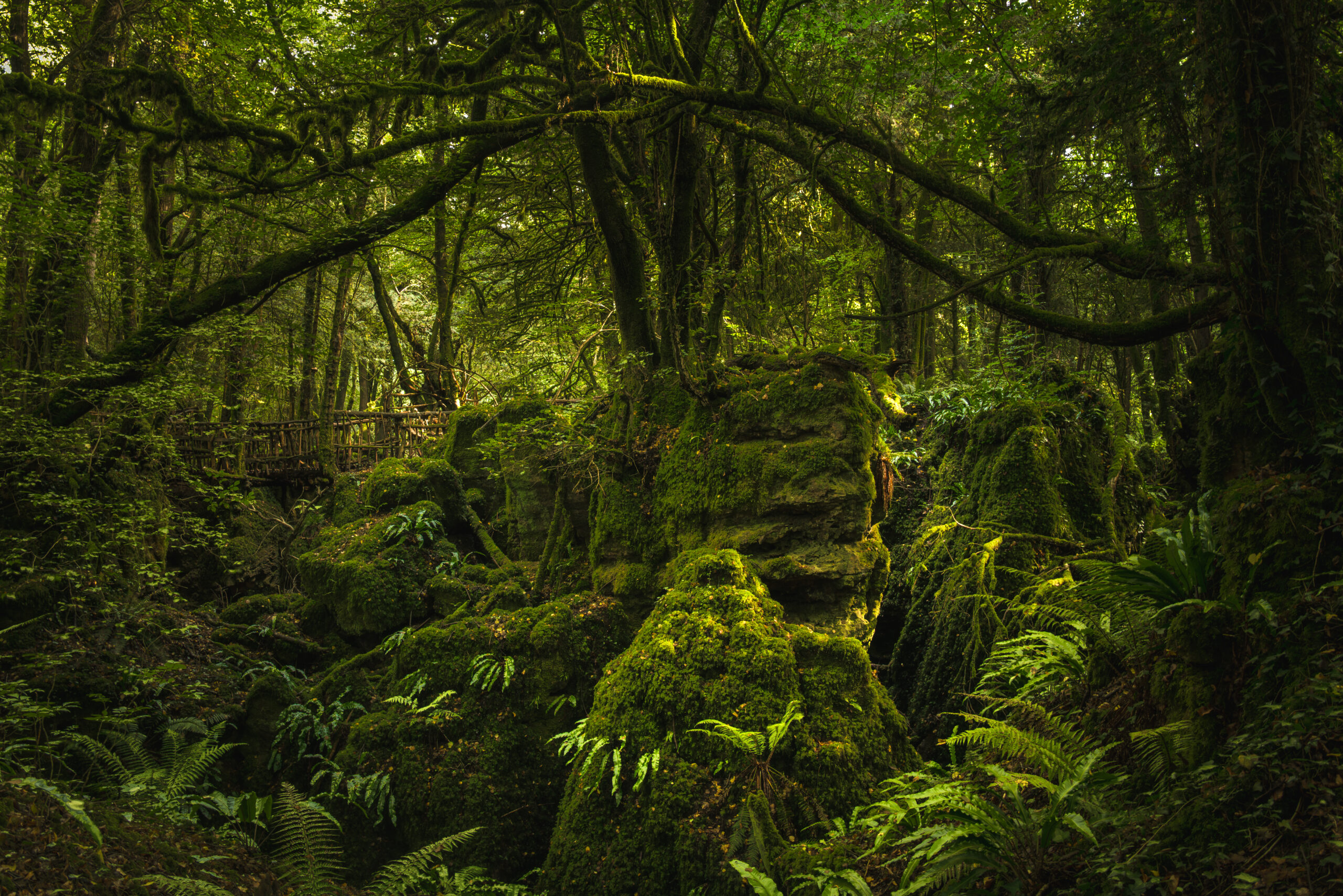 NZ5_5088