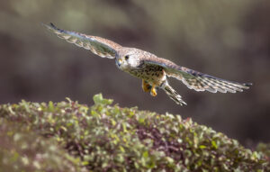 Common Kestrel