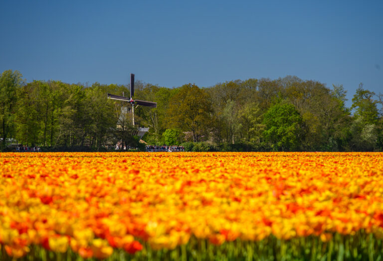 Delft-14