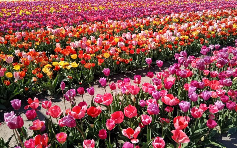Delft tulip fields