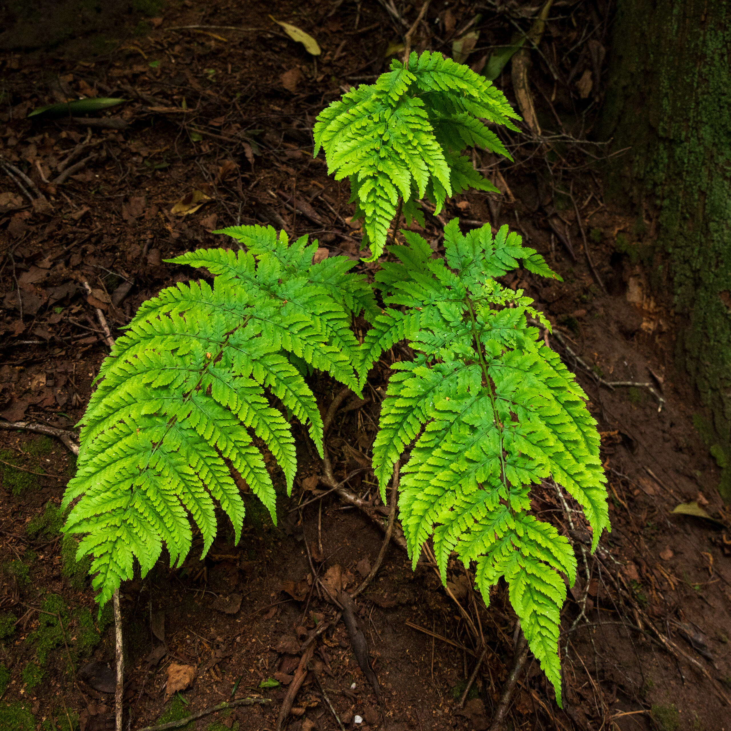 NZ5_6345