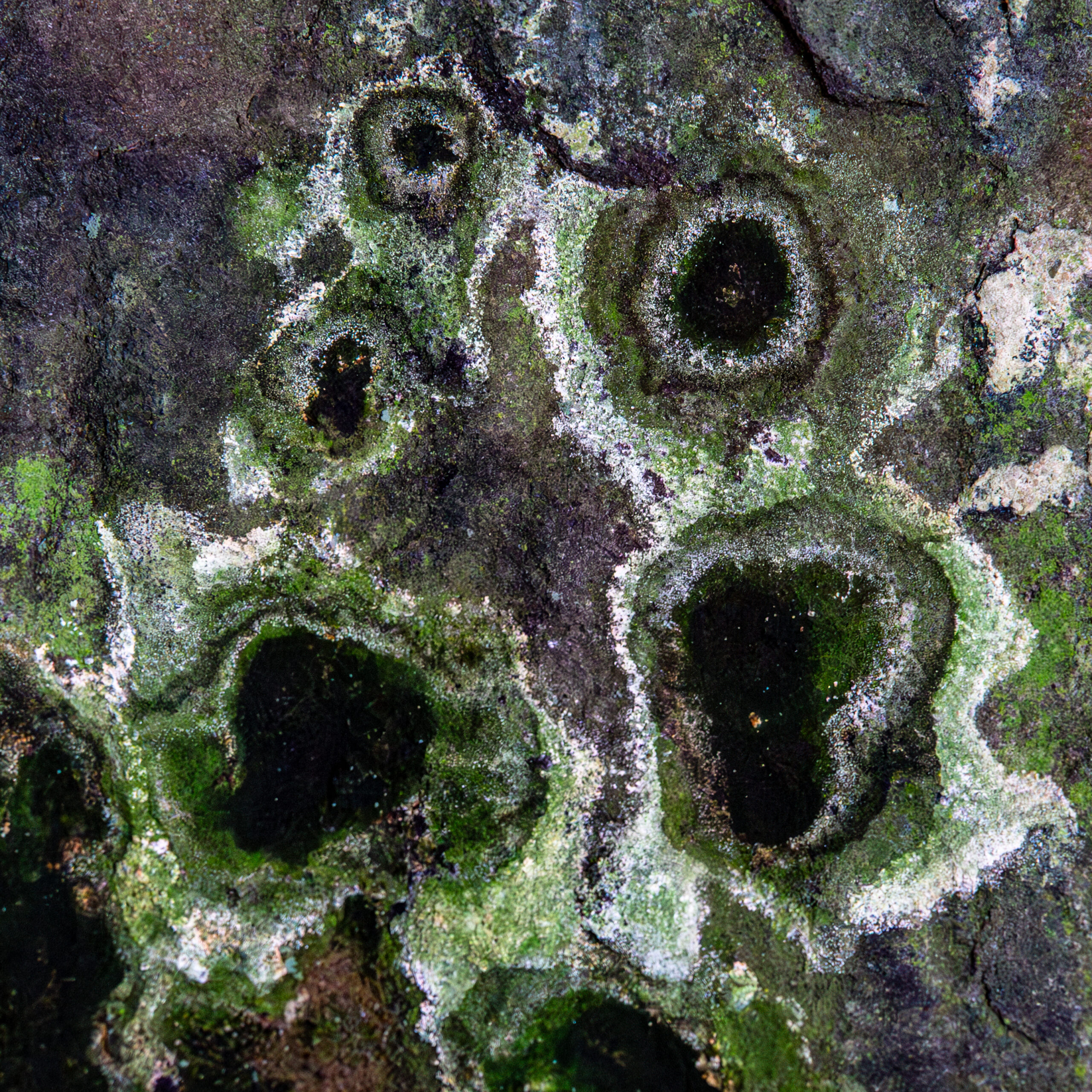 NZ5_6430