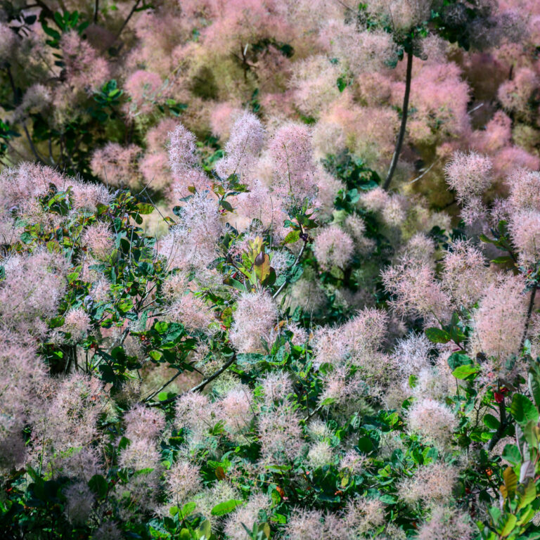 Cotinus