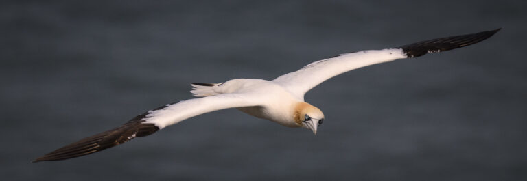 Gannet close up in flight copy