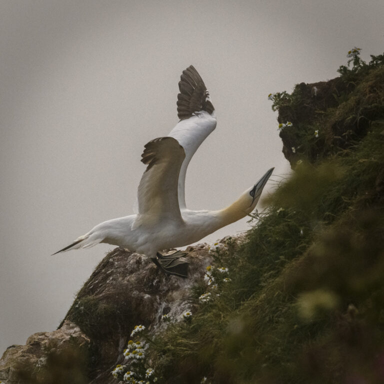 Gannet stretching copy