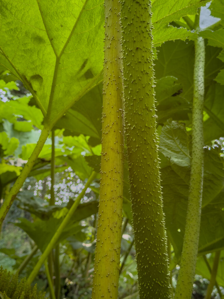 Giant rhubarb