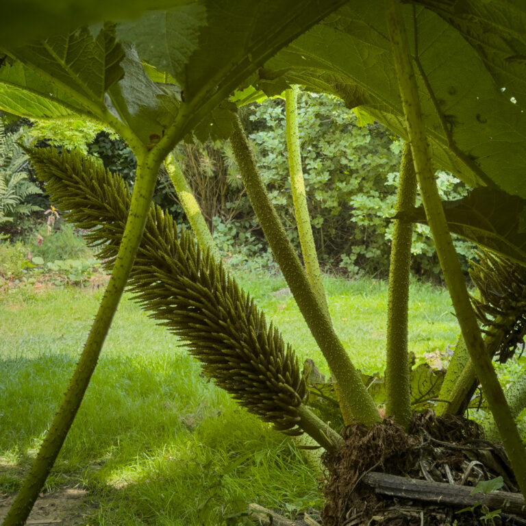 Giant rhubarb flower