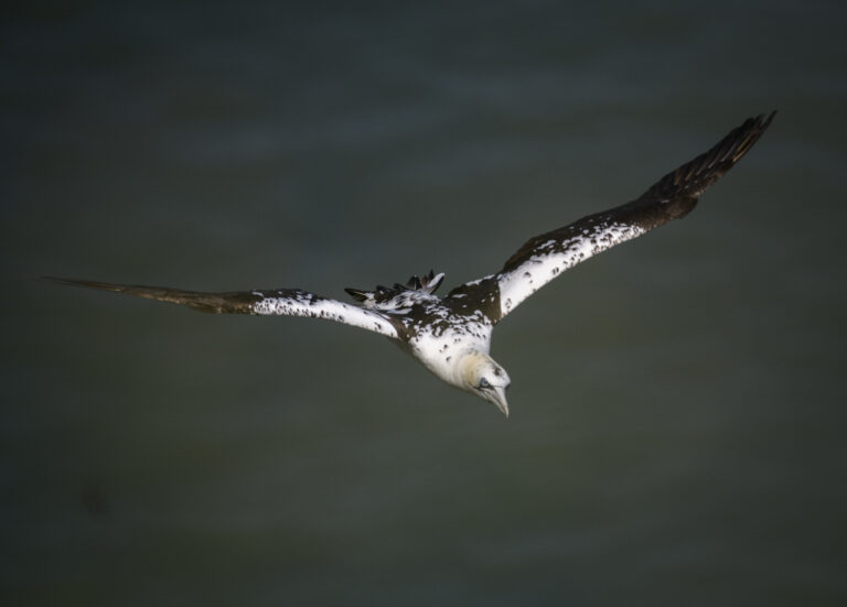 Juvenile Gannet in flight copy