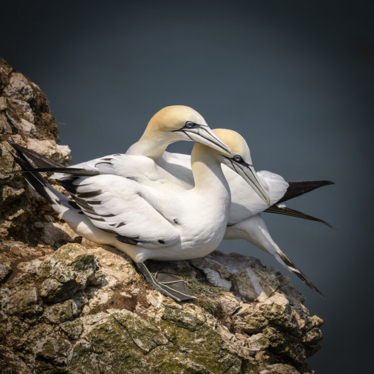 Loving Gannet pair copy