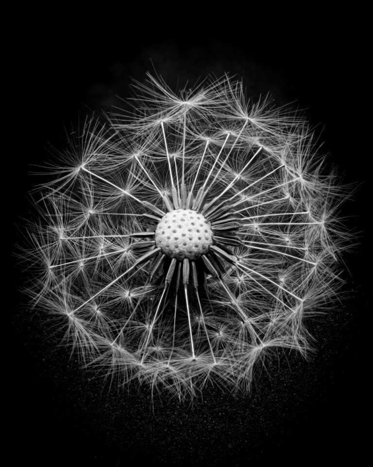 Dandelion