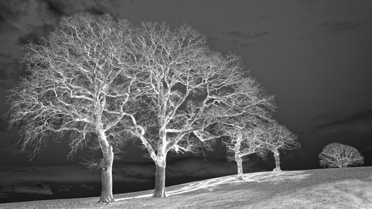 FiveTrees