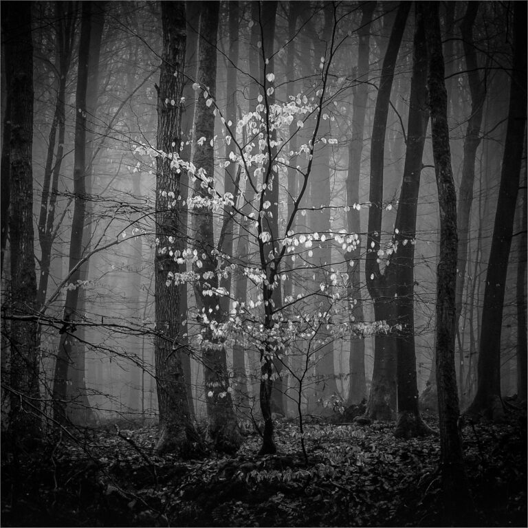 Quiet Light