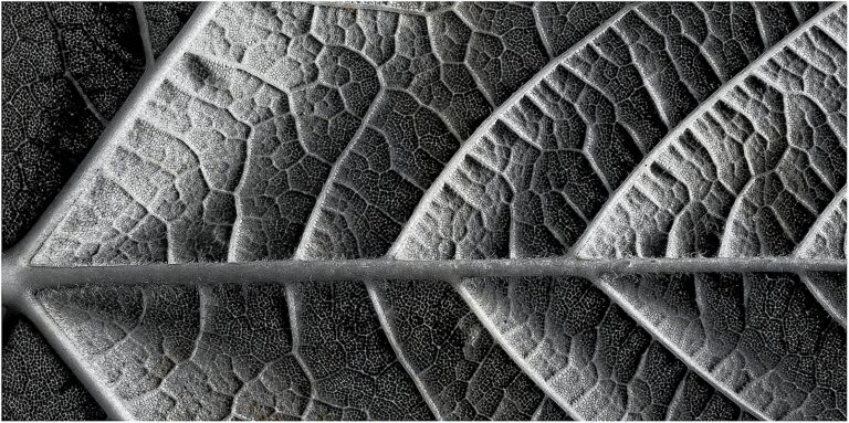 Sycamore Leaf (Underneath)