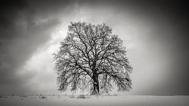 Winter Sentinel