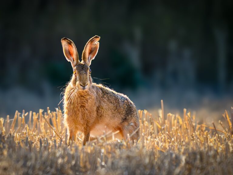 Battle-Scarred Buck