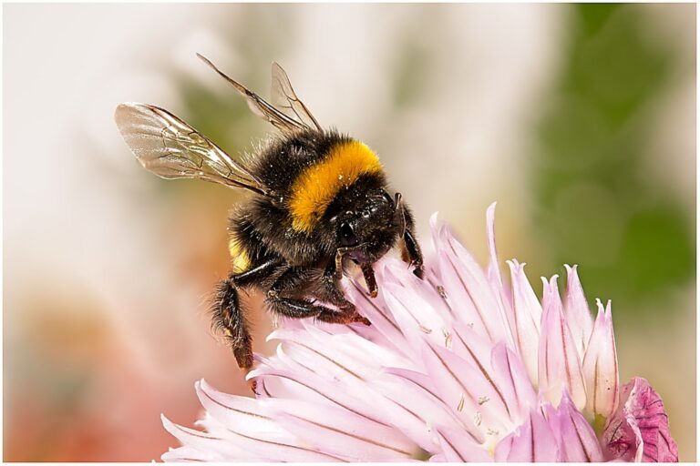 Bumblebee on Chives