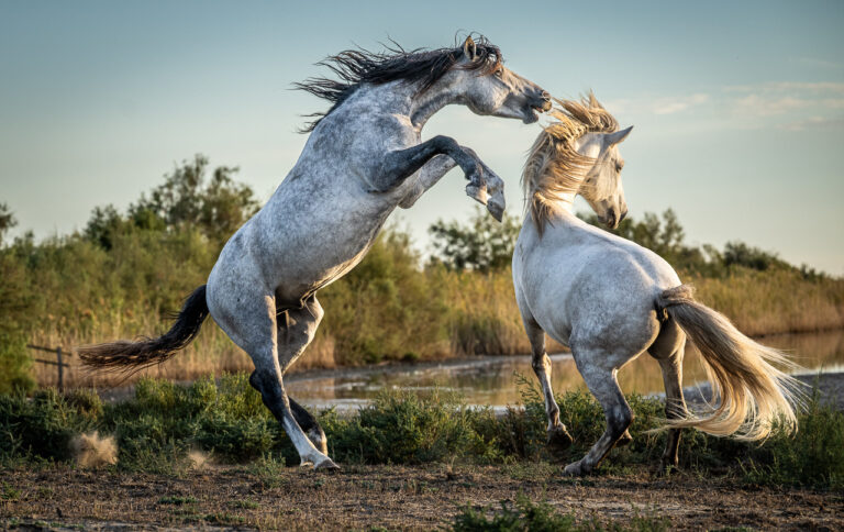 Camargue Stallions