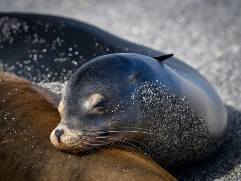 Contentment