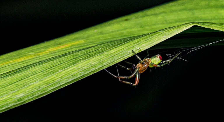Cucumber Spider