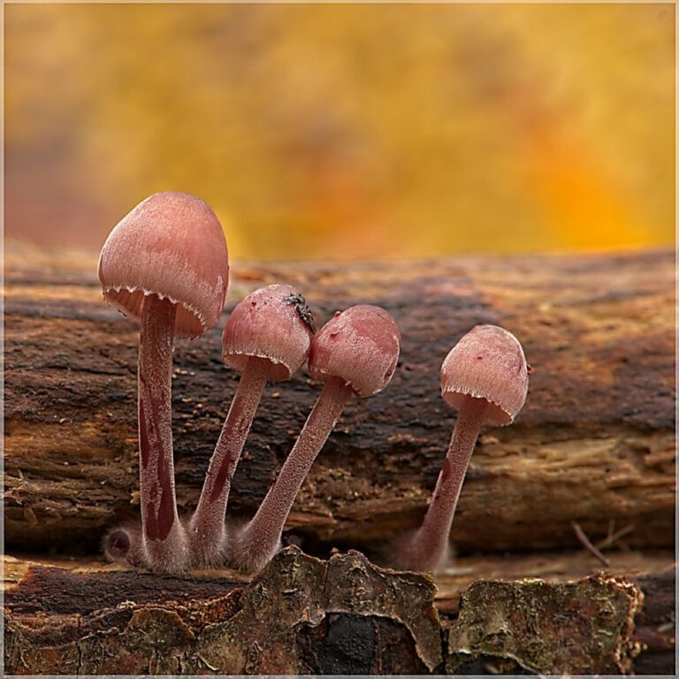 Four Wood Woolly Foot Fungi