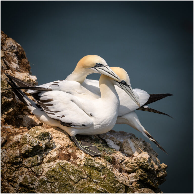 Gannet togetherness