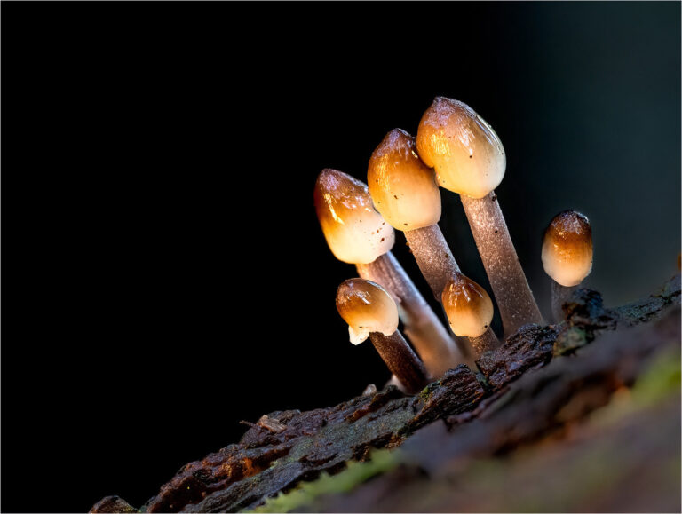 Glistening Inkcap