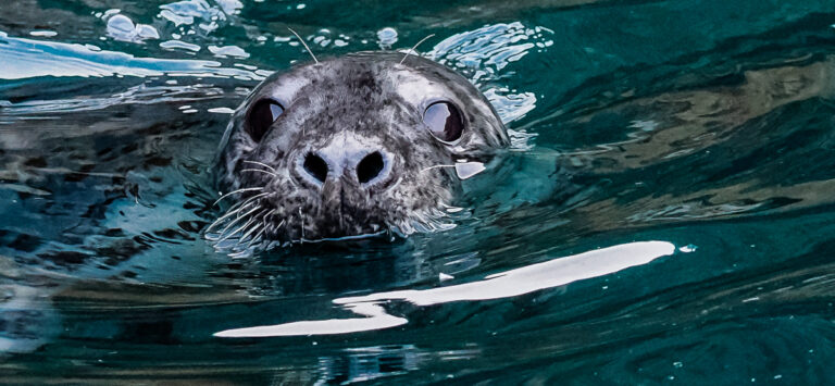 Grey Seal