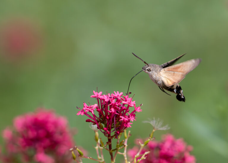 Hummingbird hawkmoth - Shropshire