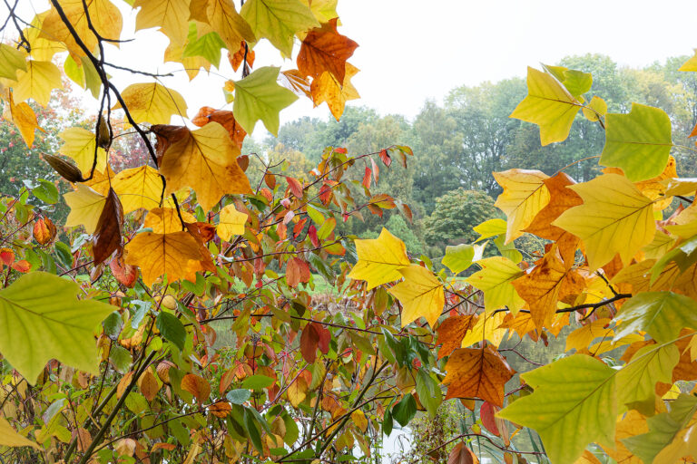 LAN_BOD_Leaves_02_1026_C