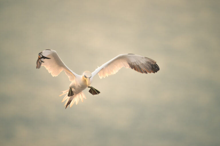 Looking to Land