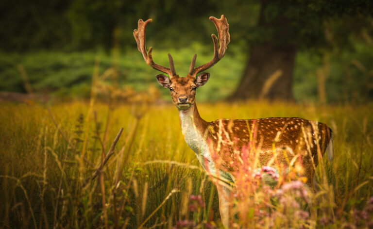 Monarch of the Meadow