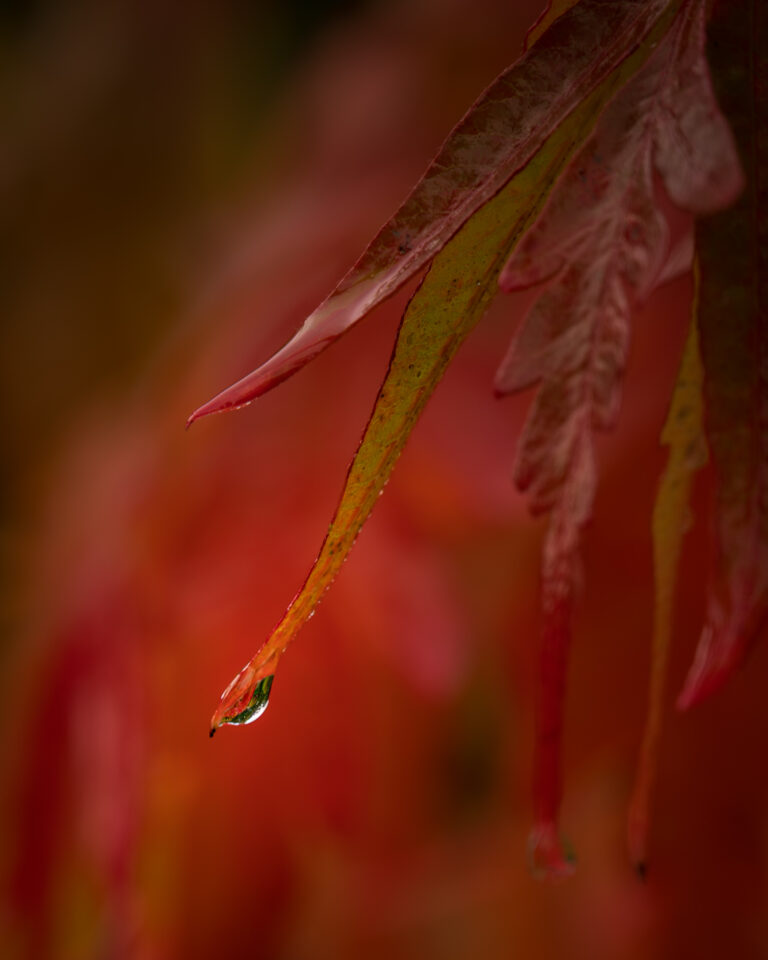 NZ5_1470