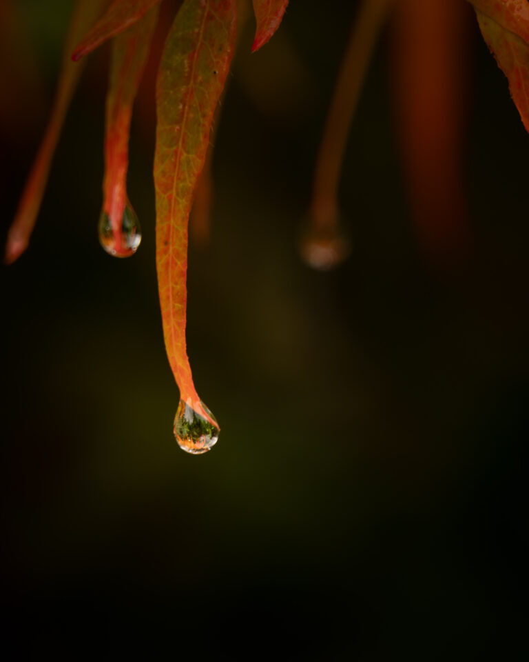 NZ5_1474