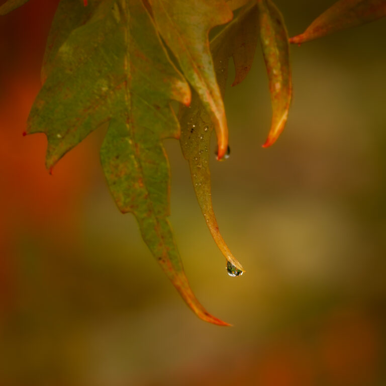 NZ5_1475