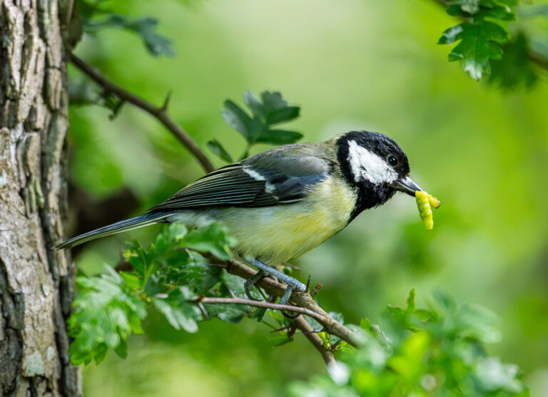 Nesting Great