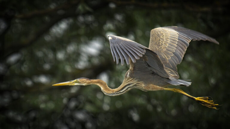 Purple Heron