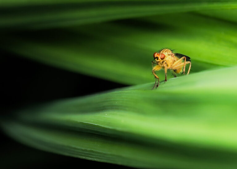Robber Fly