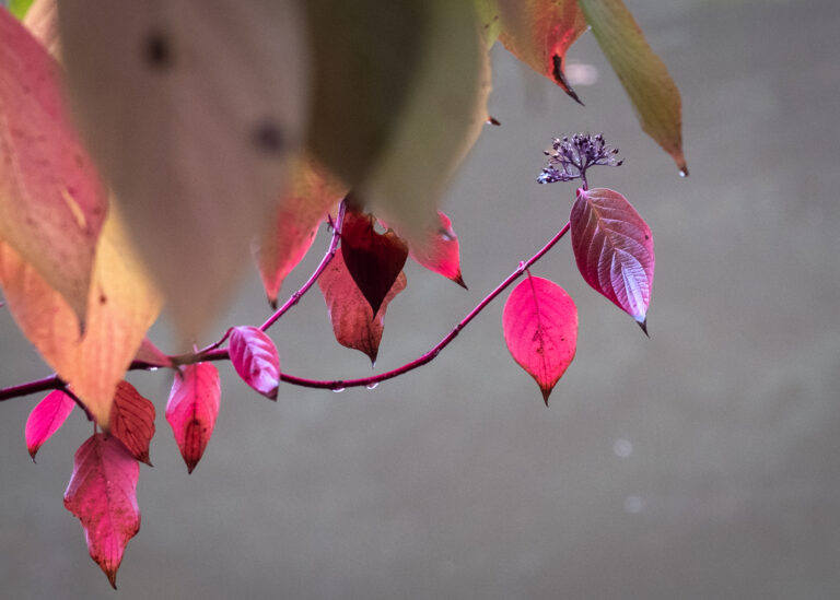 autumn leaves bodenham arboretum1a 10.26