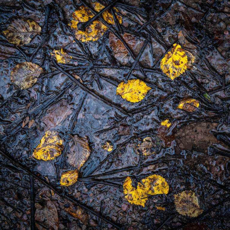 fallen leaves bodenham arboretum 10.26