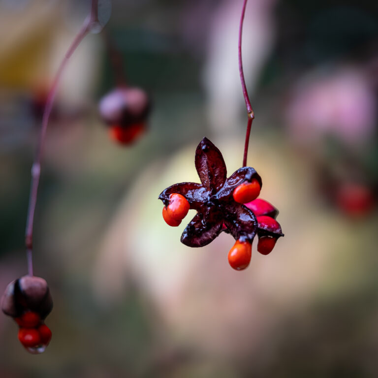 star-like fruit bodenham arboretum1a 10.26